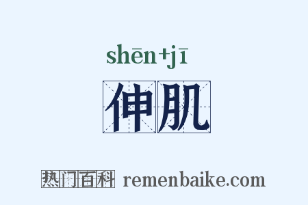 伸肌是什么意思的图片